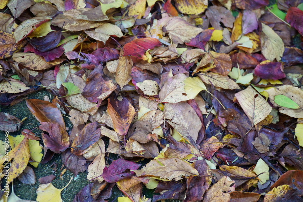 石畳を埋め尽くす落ち葉の絨毯