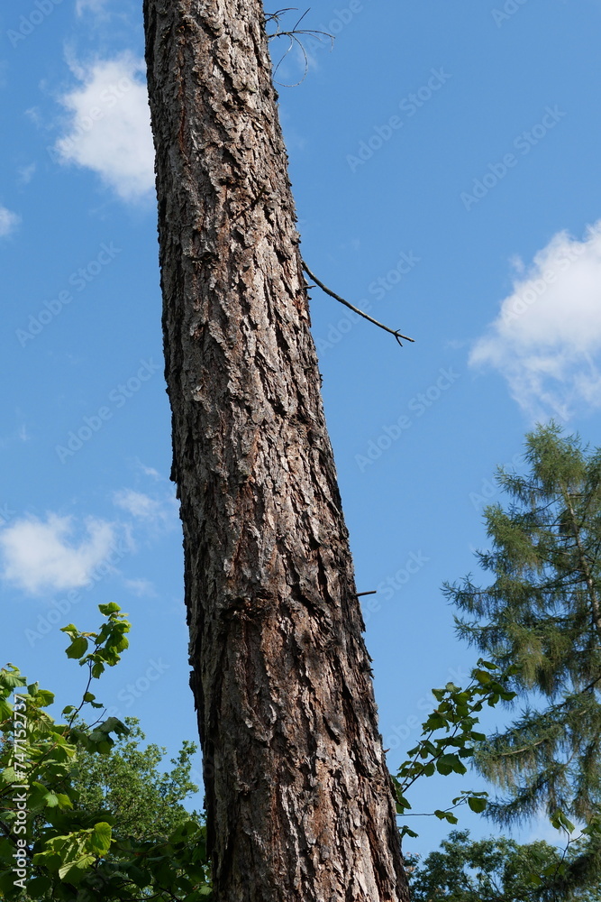 Fototapeta premium Teilabschnitt eines Baumes