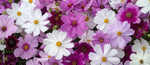 A cluster of violet and white garden cosmos flowers blooming in a bed of flowers. The vibrant colors of the petals stand out against the green foliage. The flowers are in full bloom, showcasing their