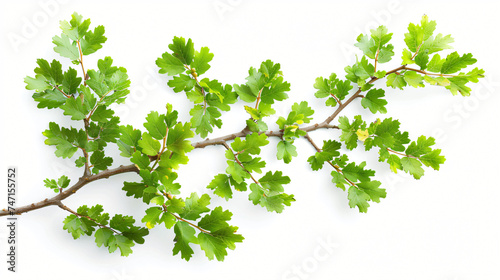 Branch of fresh green oak leaves isolated on white