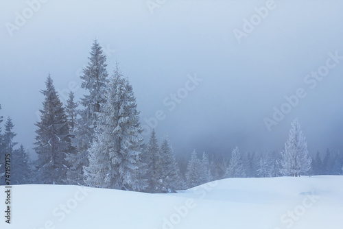 snowbound fir tree forest in dense mist © Yuriy Kulik