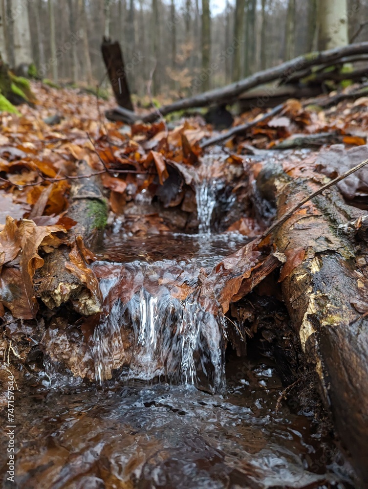 Obraz premium Bach im Wald