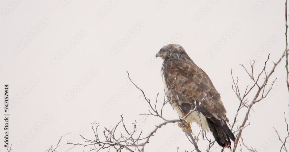 A common buzzard peacefully perched on top of bare tree during snowfall A common buzzard peacefully perched on top of bare tree during snowfall