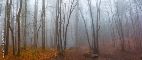 Fotografia autumn beech forest in dense mist