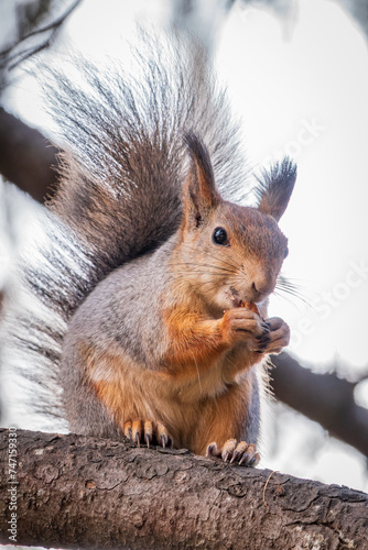 The squirrel with nut sits on tree in the autumn. Eurasian red squirrel, Sciurus vulgaris.