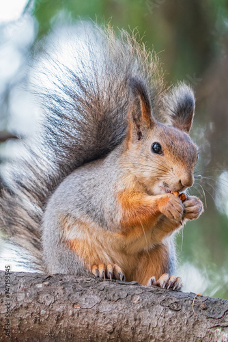 The squirrel with nut sits on tree in the autumn. Eurasian red squirrel, Sciurus vulgaris.