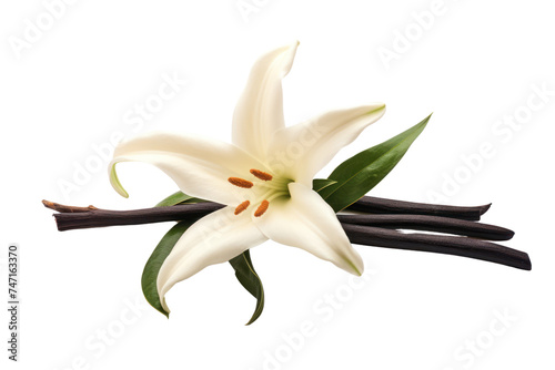 Vanilla Bean and Flower isolated on transparent and white background.PNG image.
