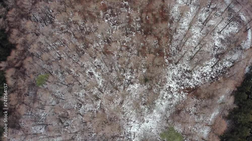 Shooting the Winter Forest with a drone Shooting the Winter Forest with a drone