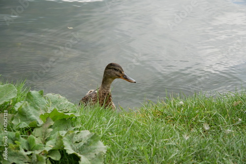 braune Ente am See