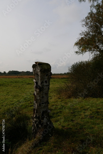 Baumstumpf im Moor