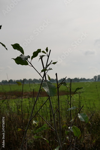 Strauch vor grüner Landschaft