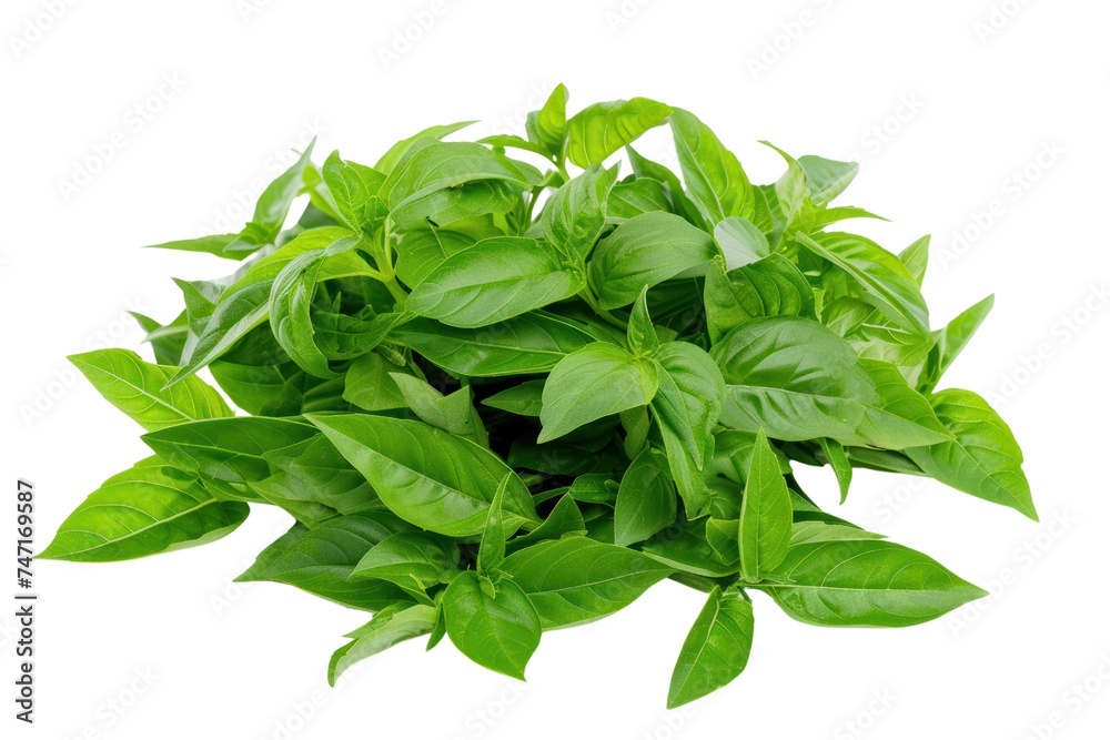 Pile of fresh leaves of Aquifolium basilicum thai (Ocimum basilicum or sanctum) isolated on transparent background. Pile of fresh leaves of Aquifolium basilicum thai (Ocimum basilicum or sanctum) isolated on transparent background.