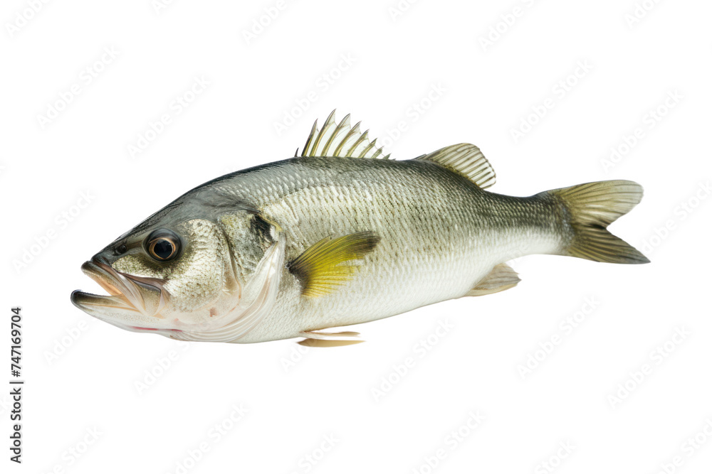 Fototapeta premium One fresh sea bass isolated on transparent white background.