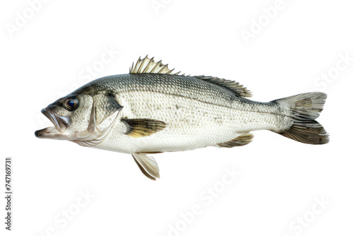 One fresh sea bass isolated on transparent white background. photo