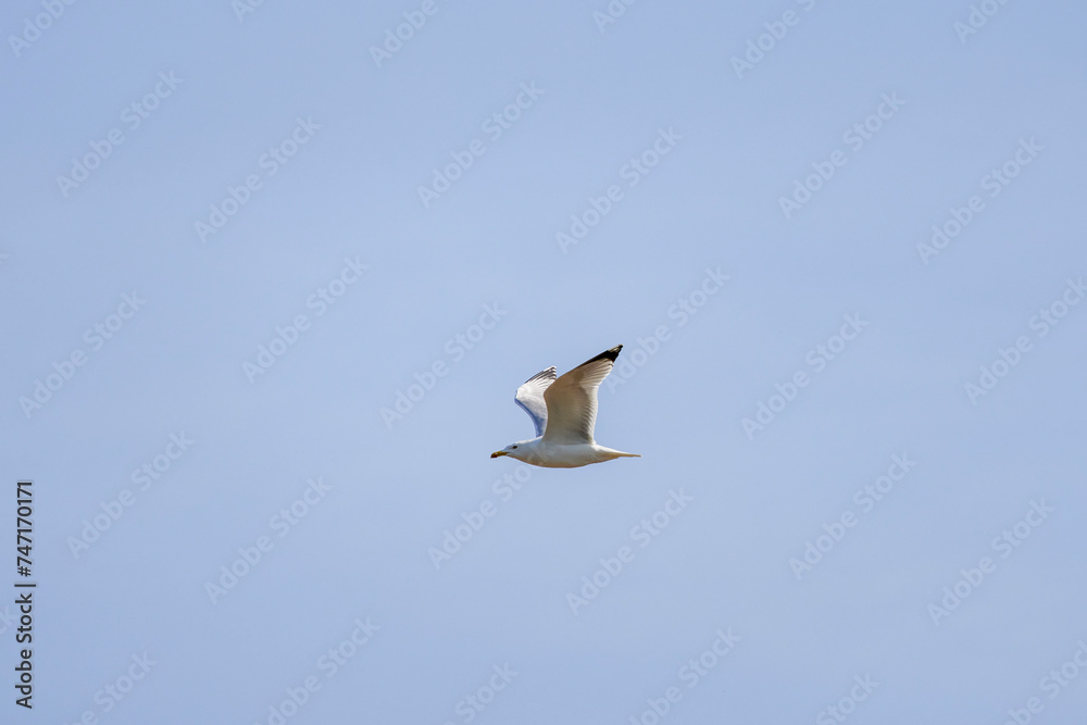 Fototapeta premium the seagull in flight on a sunny day isolated on the background of the sky.
