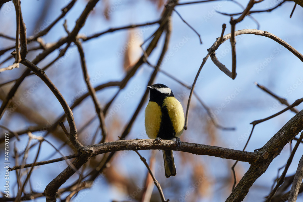Obraz premium (Parus major) on a tree branch on a spring day.