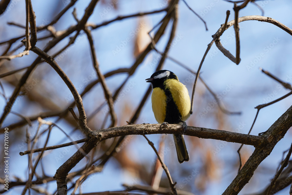 Obraz premium (Parus major) on a tree branch on a spring day.