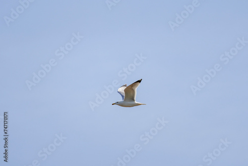 the seagull in flight on a sunny day isolated on the background of the sky.