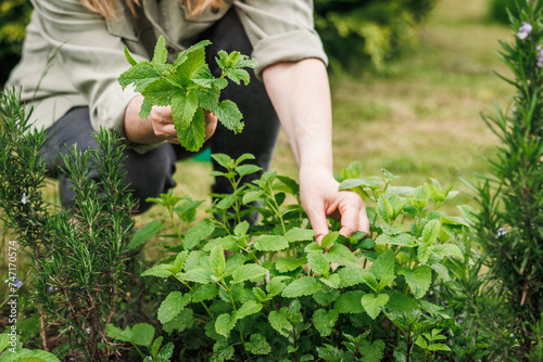 Woman picking lemon balm leaves from organic herb garden. Green herbal plant