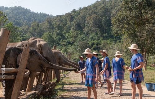 Photography Group of tourists feeding elephants in thailand