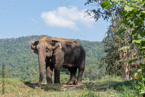 One wild asian elephant walking in the jungle of northern thailand