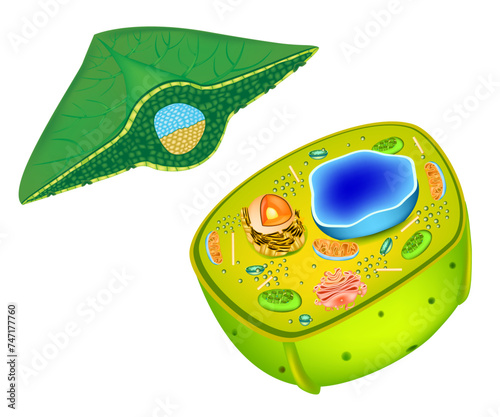 Structure of a plant cell. Cells present in green plants, photosynthetic eukaryotes. Leaf Cross Section Plant Diagram. photo