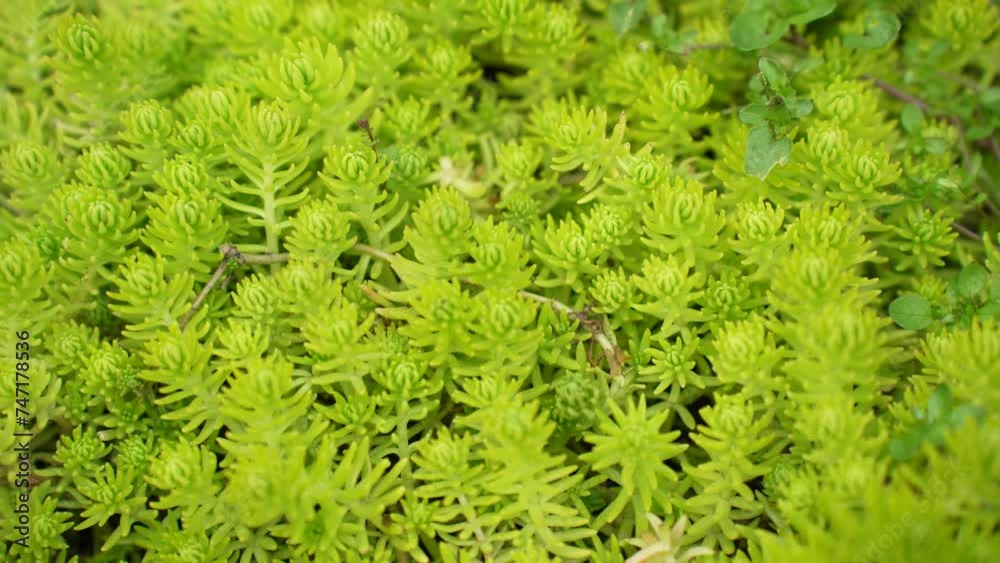 Natural background of small Sedum lineare, carpet sedum. Succulents plants. The leaves are green and slender. The ornamental plants for decorating in the garden. Ground cover plants. Natural background of small Sedum lineare, carpet sedum. Succulents plants. The leaves are green and slender. The ornamental plants for decorating in the garden. Ground cover plants.