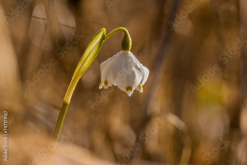 Aufnahme von einem Frühblüher (Märzenbecher) im Gegenlicht. photo