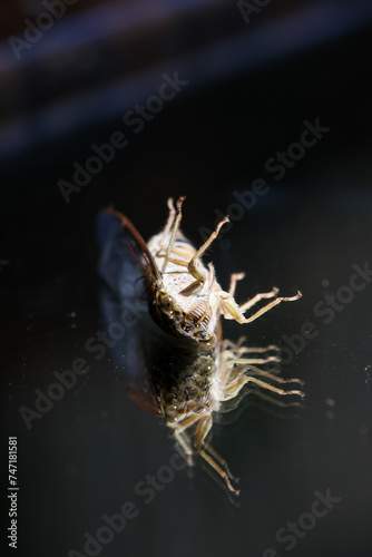 Amazing close-up of cicada sleeping on glass. There was a reflection of a cicada that looked strange and beautiful.