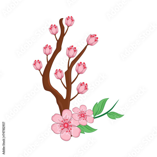 cherry blossom illustration