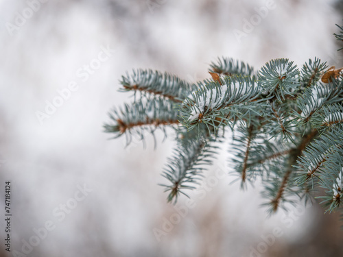 Green fir branches in winter covered with snow. Branches of fir tree as background. Frosty spruce branches. Outdoor with snowy winter nature. Forest landscape