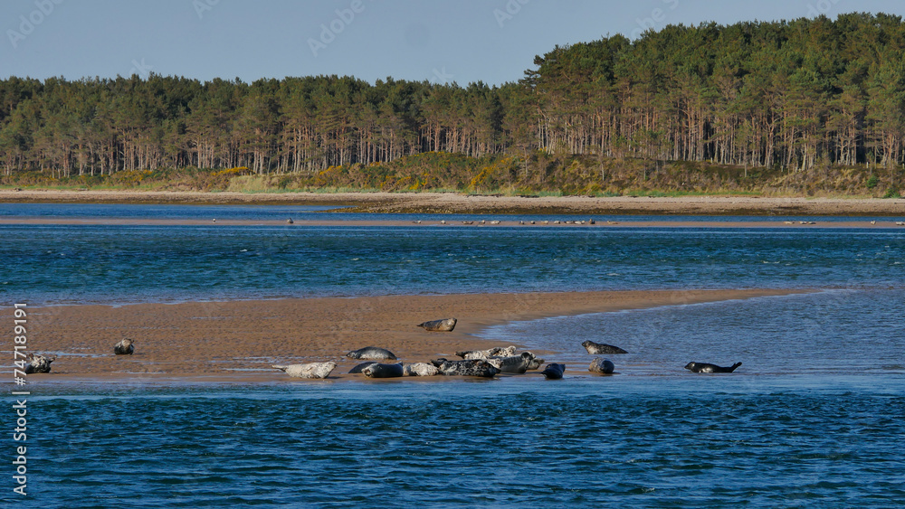 Fototapeta premium Harbour seals on a sandbank at Loch Fleet, Sutherland, Scotland, UK - Picture by Jonathan Mitchell/Atlas Photo Archive