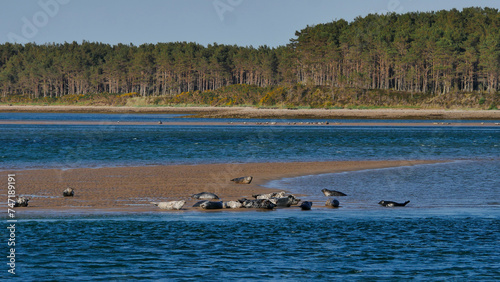Harbour seals on a sandbank at Loch Fleet, Sutherland, Scotland, UK - Picture by Jonathan Mitchell/Atlas Photo Archive