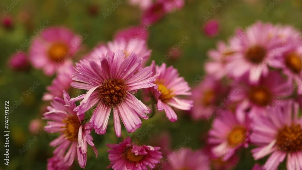 Hardy chrysanthemums pink flowers outdoors in summer spring close-up with soft selective focus. Delicate dreamy image of beauty of nature. High quality FullHD footage Hardy chrysanthemums pink flowers outdoors in summer spring close-up with soft selective focus. Delicate dreamy image of beauty of nature. High quality FullHD footage