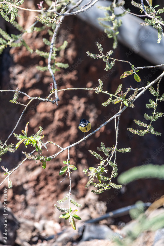 Pájaro apoyado en la rama de un árbol, Parque Nacional del Teide. Pájaro apoyado en la rama de un árbol, Parque Nacional del Teide.