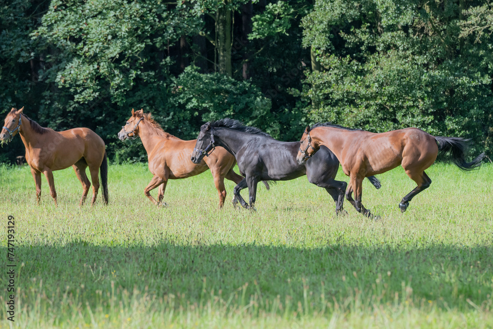 Thoroughbred racehorses enjoying summer turn out in the fields, galloping around for fun and letting off steam. Thoroughbred racehorses enjoying summer turn out in the fields, galloping around for fun and letting off steam.