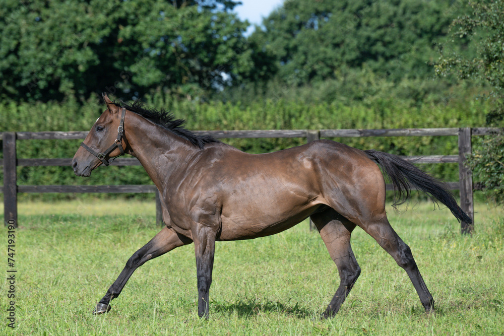 Thoroughbred racehorses enjoying summer turn out in the fields, galloping around for fun and letting off steam. Thoroughbred racehorses enjoying summer turn out in the fields, galloping around for fun and letting off steam.