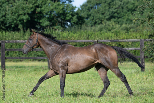 Thoroughbred racehorses enjoying summer turn out in the fields, galloping around for fun and letting off steam.