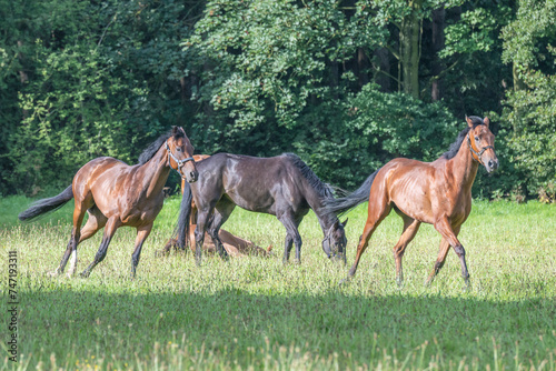 Thoroughbred racehorses enjoying summer turn out in the fields, galloping around for fun and letting off steam.