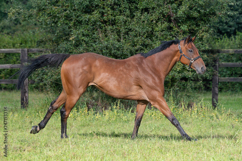 Thoroughbred racehorses enjoying summer turn out in the fields, galloping around for fun and letting off steam.