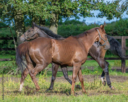 Thoroughbred racehorses enjoying summer turn out in the fields, galloping around for fun and letting off steam.