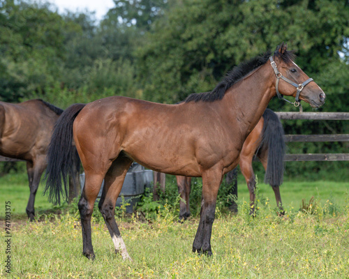 Thoroughbred racehorses enjoying summer turn out in the fields, galloping around for fun and letting off steam. © Angela