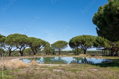 Vibrant umbrella pine trees casting reflections on a natural pool in the serene countryside of Comporta, Setubal, Portugal on a sunny day with blue sky