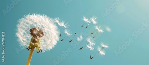Dandelion flower with seeds flying away by wind at blue sky landscape background. AI generated image photo