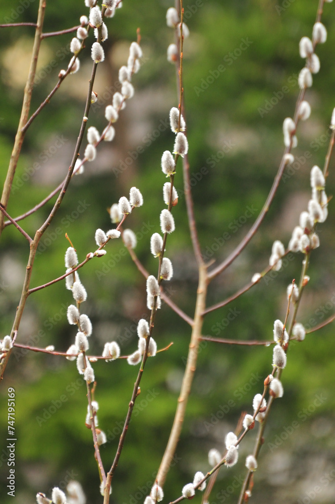 Catkins on branches in spring Catkins on branches in spring