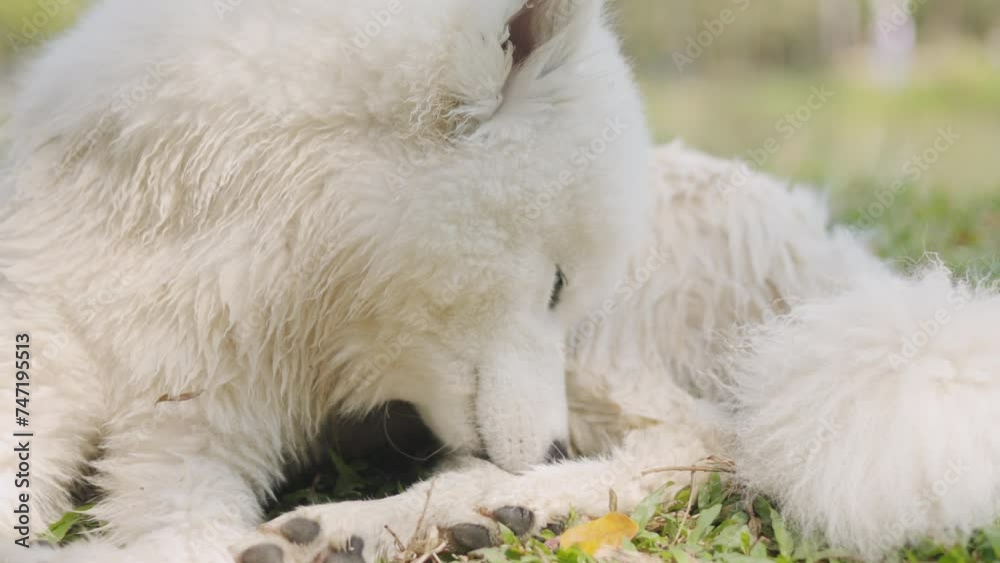 Close up of adorable purebred dog, samoyed, with white fluffy fur who is sitting on grass outdoor in park and licking and biting his leg for cleaning, and this is sign of health and immune disorder . Close up of adorable purebred dog, samoyed, with white fluffy fur who is sitting on grass outdoor in park and licking and biting his leg for cleaning, and this is sign of health and immune disorder .