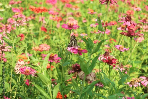 Zenia flowers garden with butterfly	 photo