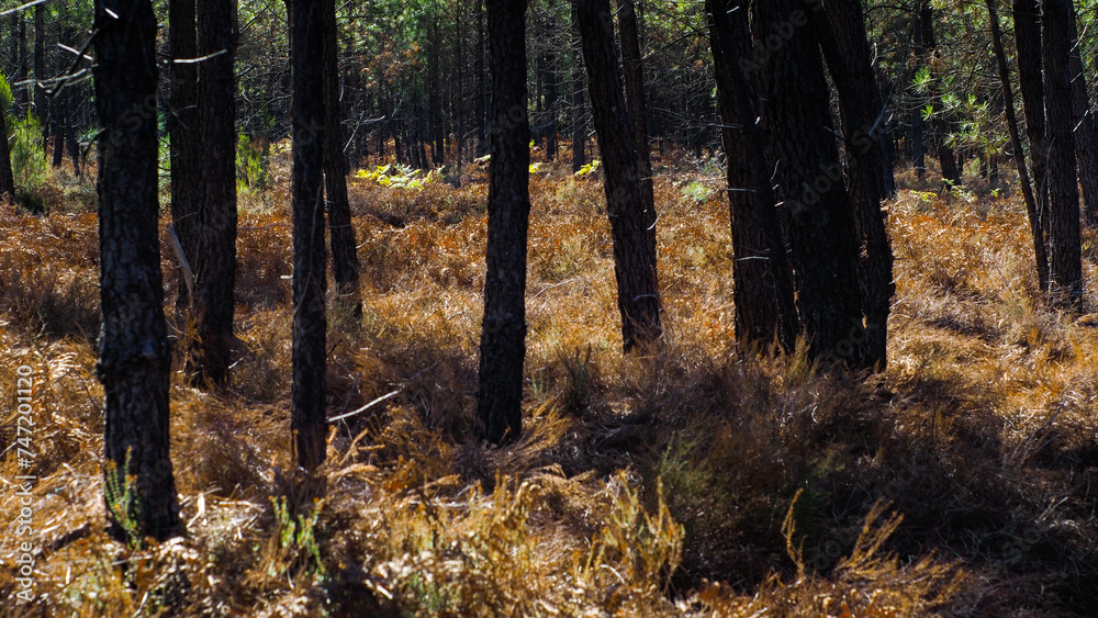 Vue rapprochée de la flore opulente de la forêt des Landes de Gascogne, en période automnale Vue rapprochée de la flore opulente de la forêt des Landes de Gascogne, en période automnale