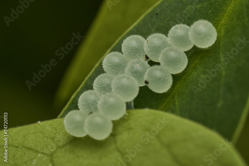 some white insect eggs on a green leaf © DiazAragon