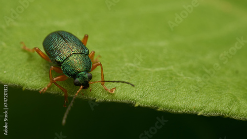 a green insect perched on a green leaf © DiazAragon